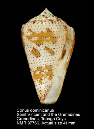 Conus dominicanus.jpg - Conus dominicanus Hwass in Bruguière,1792